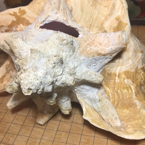 Extra Large Conch Shell Slit Harvest Hole Rustic Surface 9.5”Lx8.25”Wx5.75”H - Picture 11 of 12